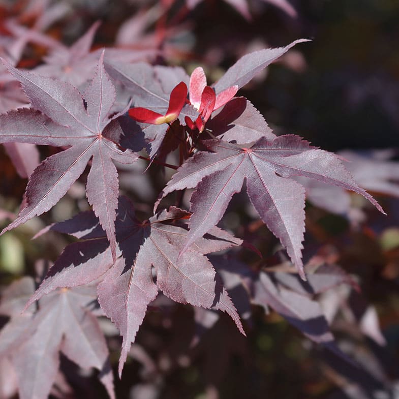 Miniature 2